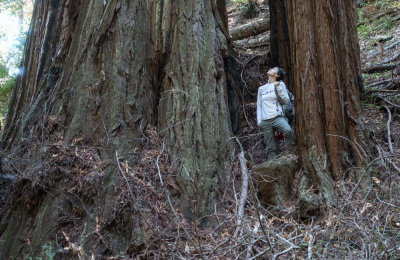 Giant redwood