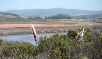 Pescadero Marsh