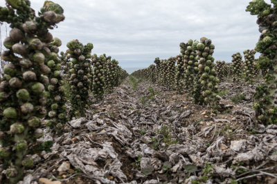 Brussel sprouts with a view on Pacific Ocean