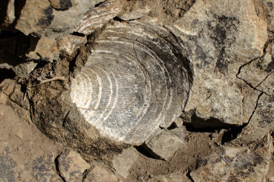 Shell imprint in rocks above Silicon Valley