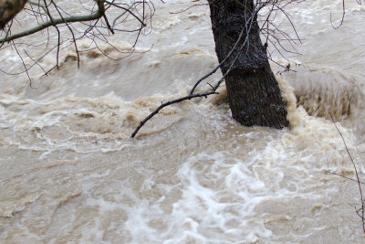 Penitencia Creek swollen to a river from January rain