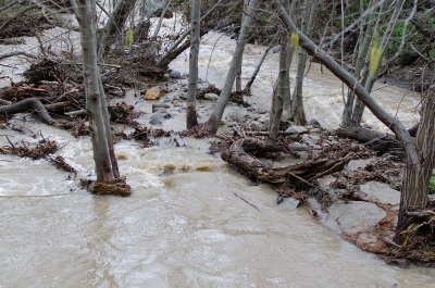 Penitencia Creek overlowing but losing steam