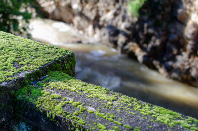 Moss on a bridge in Alum Rock Park