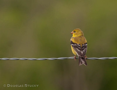 Female American Goldfinch