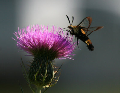 Hummingbird Moth II