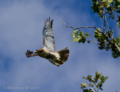 Hawk on Norris Lake