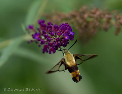 Hummingbird Moth III