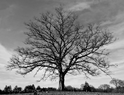 Cemetery Tree