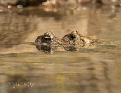 Frogs (ahem) on Norris Lake