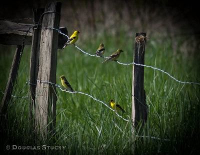 Goldfinch Gathering