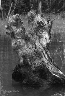 An interesting stump on Norris Lake.