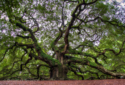 Angel Oak Tree