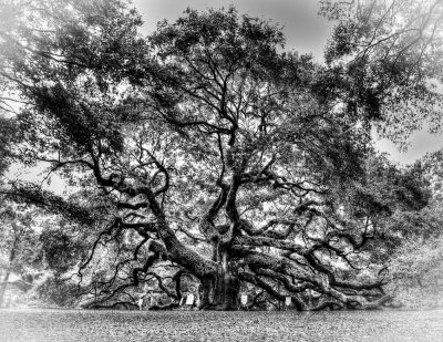 Angel Oak tree.