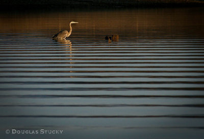 Abstract Heron