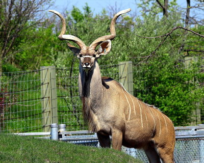 Greater Kudu
