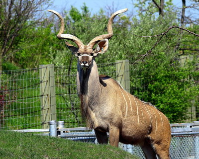 Greater  Kudu