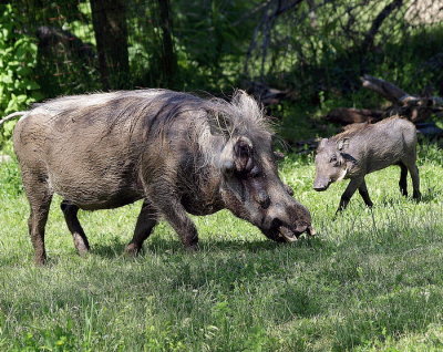 Warthog