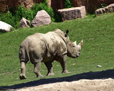 White Rhinos