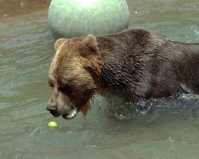 Grizzly Bear