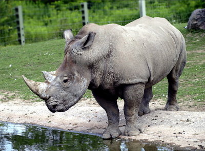 White  Rhino