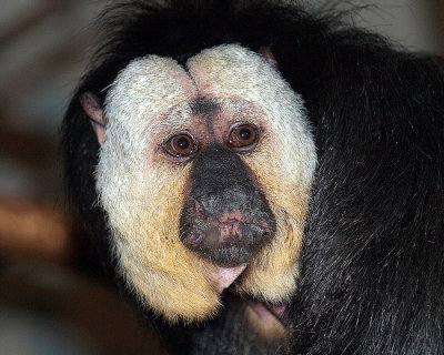 White-faced  Saki Monkey