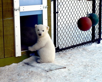 Baby  Polar  Bear ( Three months old )