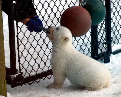 Baby Boy  Polar  Bear ( Three months old )