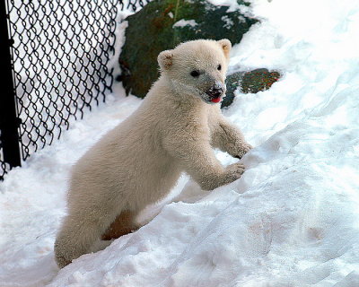 Three Months Old  Polar  Bear  Cub