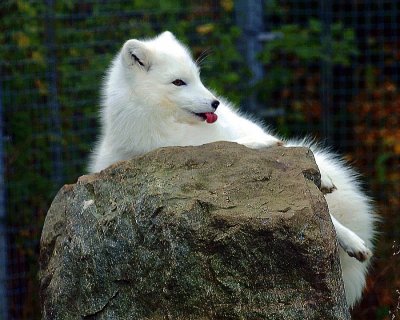 Artic Fox