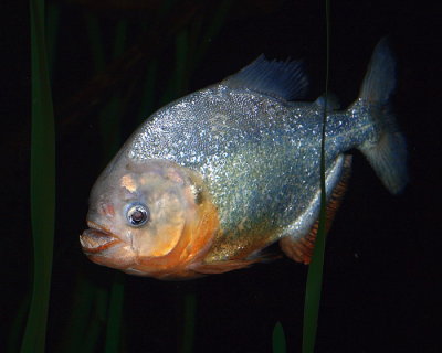 Red-breasted  PIRANHA