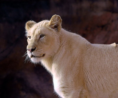 White  Lion