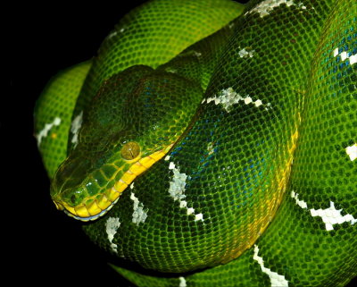  Emerald  Tree  Boa