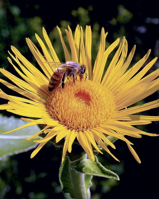  Honey  Bee