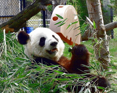 Toronto Zoo giant panda Er Shun pregnant with twins