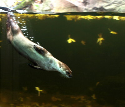North American river otter