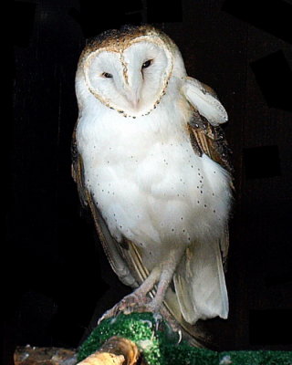 Barn  Owl