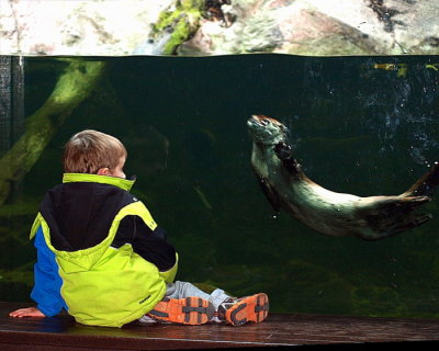  The Boy and the Otter