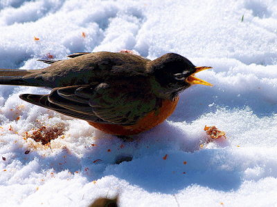 Robin  in  the  snow  ??