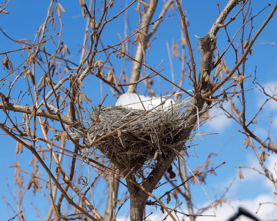 Winter  Nest