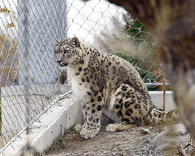  Snow  Leopard