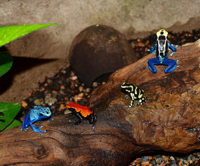  4  Poison Dart Frogs