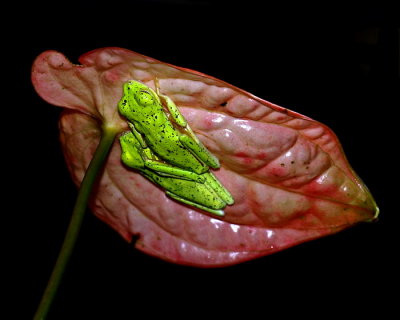 Leaf  Frogs