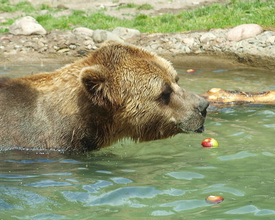 Apples  for  Grizzly  Bear