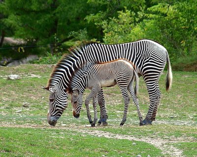  Toronto Zoo's new baby zebra