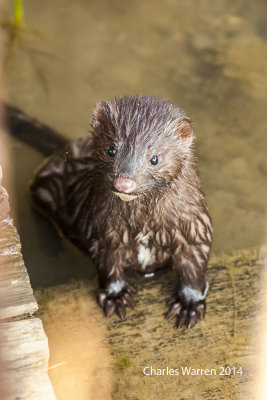 Mink