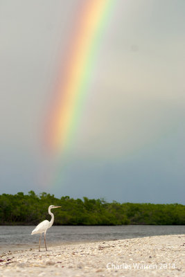 Great White Heron