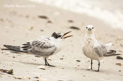 Nagging Tern
