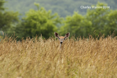 White Tailed Deer