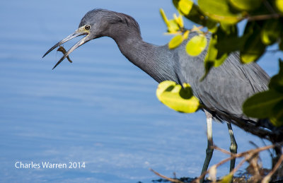 Little Blue Heron