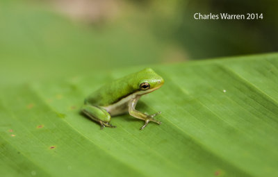 Green Tree Frog